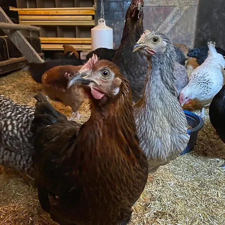 Kluvetasch Nr 3 - Seestern Apartamento