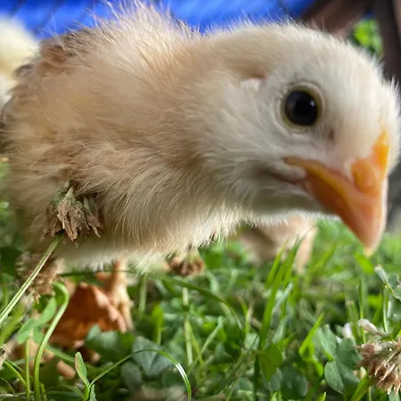 Apartamento Kluvetasch Nr 3 - Seestern *